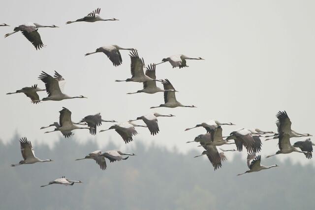 Die Kraniche erinnern im Flug einem Kreuz. | Foto: Otto Samwald