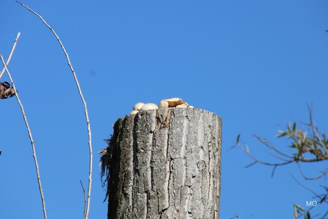 Schwammerl-Metapher, Graz