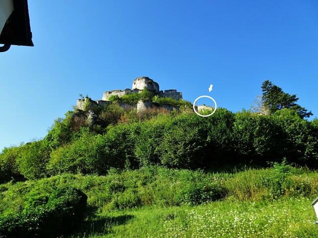 Hier steht die Gams bereits und schaut in unsere Richtung. ... | Foto: Silvia Plischek