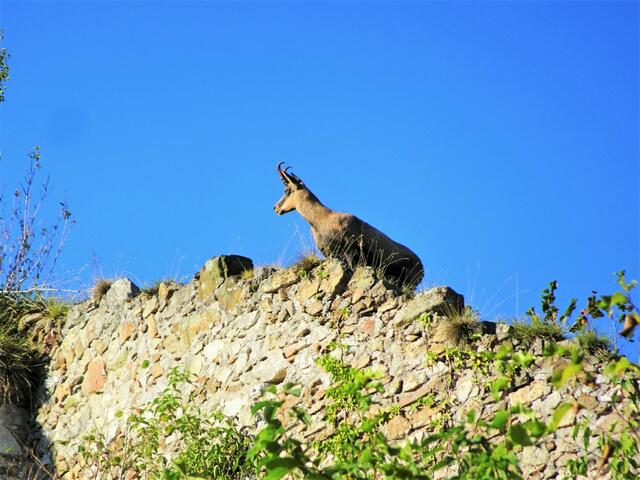 Die Gams auf der Burgmauer ...  | Foto: Silvia Plischek