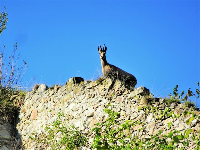 Die Gams von der Burg Klamm! | Foto: Silvia Plischek