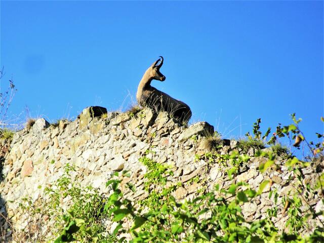 Die Gams von der Burg Klamm! | Foto: Silvia Plischek