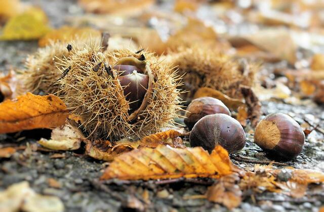 Foto: Elfriede Lungenschmied