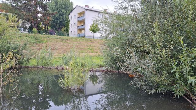Die Biberdämme stauten den Liesingbach auf, nun wurden sie mit einem Bagger entfernt. | Foto: privat