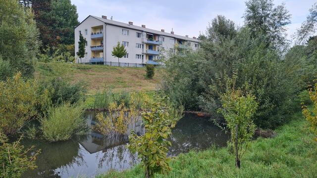 Die Biber sorgten am Liesingbach für natürliche Verhältnisse, stauten sie das Gewässer doch mit ihren Biberdämmen auf. | Foto: privat
