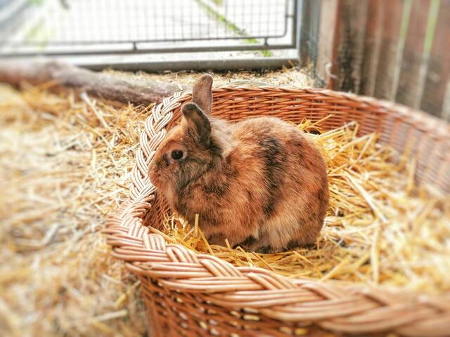Ein totes Kaninchen wurde gefunden, zeitgleich wurden drei Kaninchen als vermisst gemeldet. | Foto: Tierheim Linz