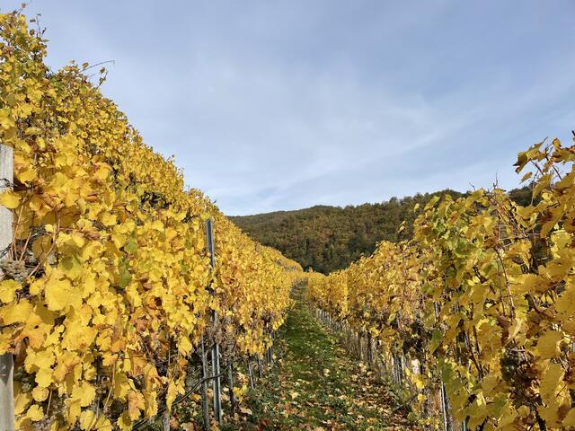 Der goldene Herbst lädt ein zum Wandern am Welkterbesteig. | Foto: Ostrowska