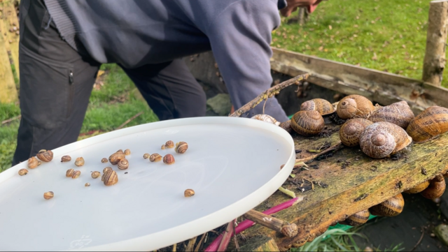 Eine Handvoll von zigtausenden Baby-Schnecken. Viel Arbeit gibt es derzeit für Familie Traxler.  | Foto: Koidl