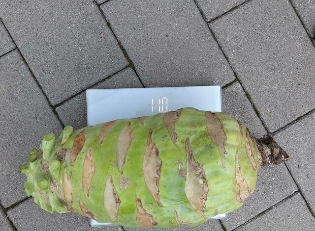 Der Kohlrabi von Pia Grünauer. | Foto: © privat
