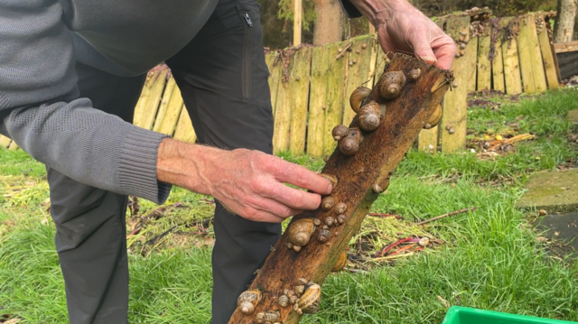 Die Schnecken gilt es jetzt vor dem Winter in Sicherheit zu bringen. Die Baby-Schnecken kommen in einen eigenen Raum, sie werden durchgefüttert. Die mittleren und erwachsenen Schnecken wandern in den Schnecken-Kühlschrank und halten hier ihren Winterschlaf. | Foto: Koidl