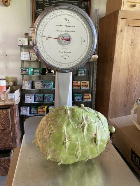Das Kohlrabigewicht von 8.930 Gramm erreichte der Kindergarten Flirsch. | Foto: © privat