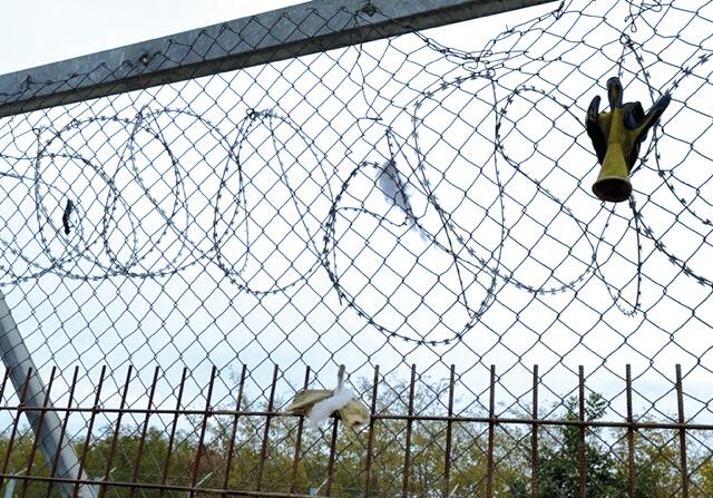 Handschuh und Kleiderfetzen am Stacheldrahtzaun. Stumme Zeugen dramatischer Szenen.