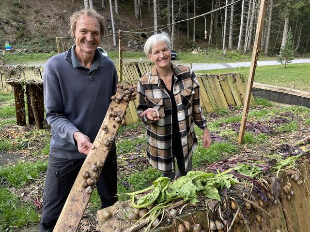 Elke und Martin Traxler im Sommer-Quartier ihrer Mediterranen Weinbergschnecken. Insgesamt leben hier momentan noch zigtausend Baby-Schnecken, 8.000 mittlere und 10.000 erwachsene Schnecken. | Foto: Koidl