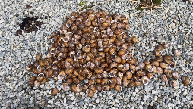 Eine Schnecke aus Schneckenhäusern: Auch als Dekoration machen sich die leeren Häuser gut. In Zukunft möchte Familie Traxler aber auch Kalkmehl für die Schnecken daraus machen. | Foto: Koidl