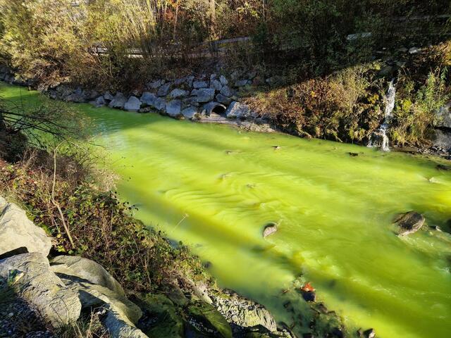 Verursacher für die Grünfärbung dürfte Latexfarbe gewesen sein: Keine große Gefahr für Fische und Umwelt, heißt's von den Behörden. | Foto: zeitungsfoto.at