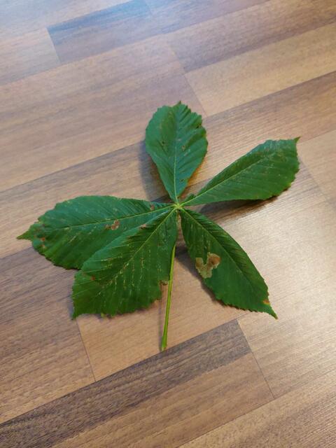 Kastanienblatt mit den typischen 5 Fiederblättern | Foto: Sabine Weigl