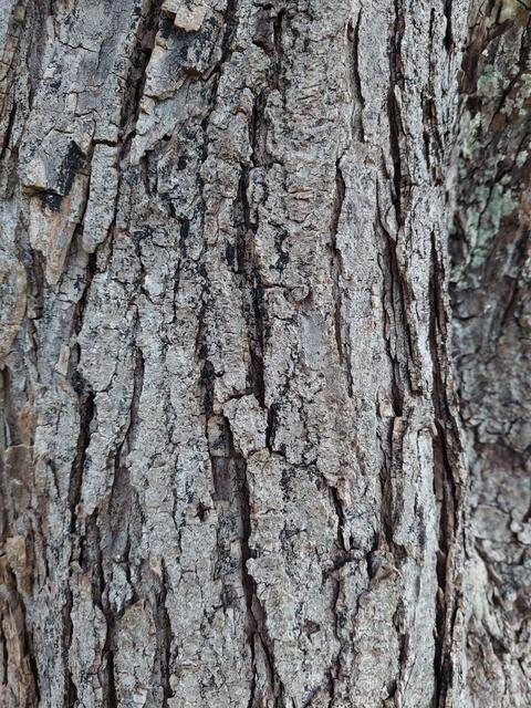 Kastanienbaumrinde ist gut bei Hautproblemen | Foto: Sabine Weigl