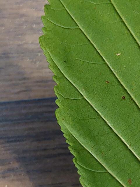 Gezähnter Blattrand eines Kastanienblattes | Foto: Sabine Weigl
