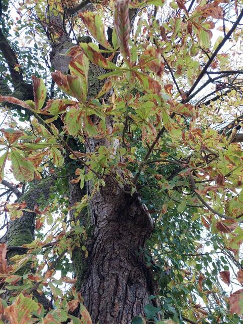 Kastanienbaum im Herbst | Foto: Sabine Weigl