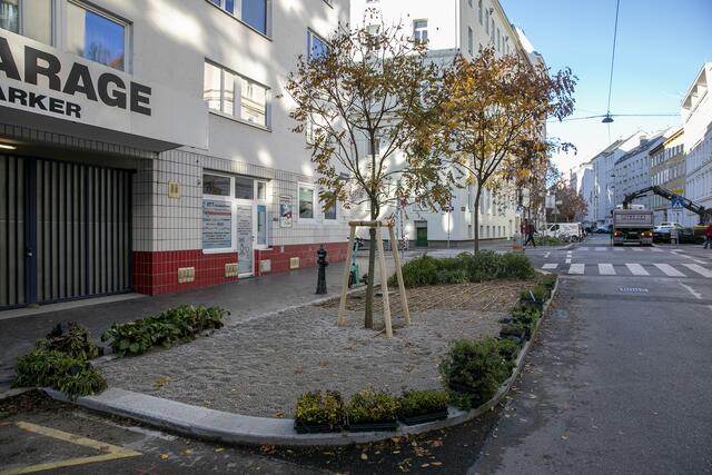 In der Mollardgasse gibt es neue Ulmen. | Foto: BV 6