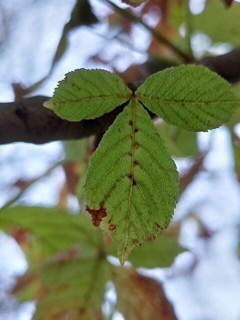 Junges Kastanienbaumblatt | Foto: Sabine Weigl