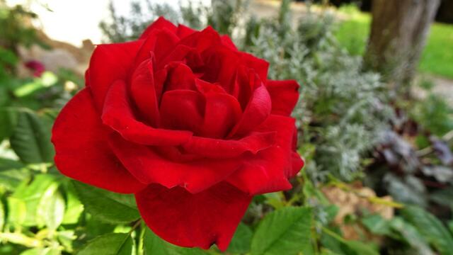 Der wärmste Oktober seit Beginn der Messgeschichte lässt zum Monatsende Rosen blühen. ... | Foto: S. Plischek