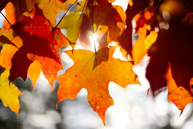 Die Temperatur im Tiefland war um fast drei Grad wärmer als im Durchschnitt der letzten 30 Jahre. | Foto: GraceHues Photography/Unsplash