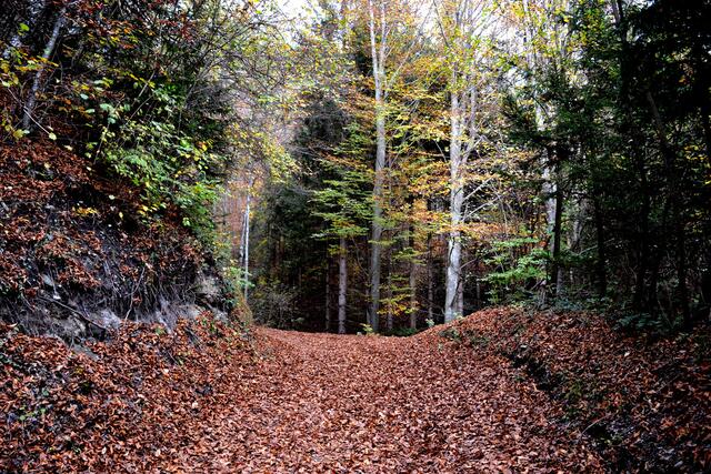 Eintauchen in den mystischen Wald, buntes lichtes Blätterdach über einem raschlenden Laubteppich... 