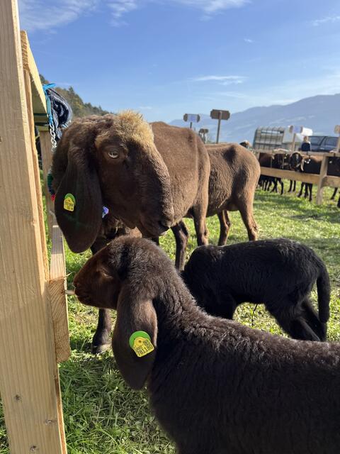 Braunes und Schwarzes Bergschaf Jubiläum von Schafrissen überschattet