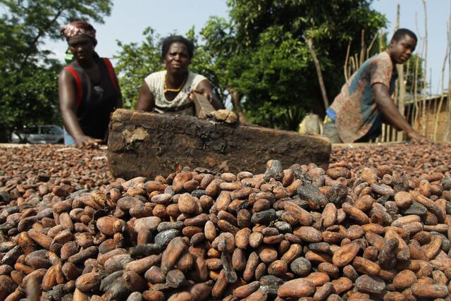 Kakaobohnenernte | Foto: Fairtrade
