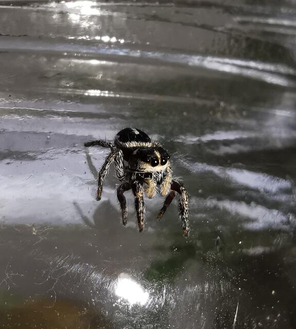 Im Burgenland wurde ein Exemplar des seltenen Streifen-Schneckenspringers entdeckt.  | Foto: © naturbeobachtung.at/Asta Fischer