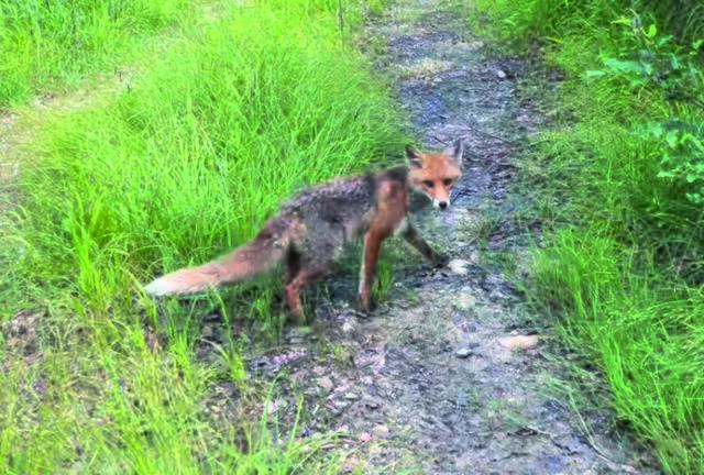 Diese Fähe war alles andere als schüchtern. Sie wurde in Mühlau eingefangen und in Kufstein – hoch oben im Gebirge, weit von der Zivilisation – wieder in die freie Wildbahn entlassen. | Foto: Tierschutzverein
