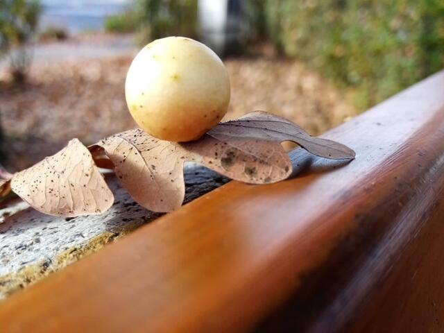 Besonderheiten in der Natur Die Geburtsstätte der Eichengallwespe ist