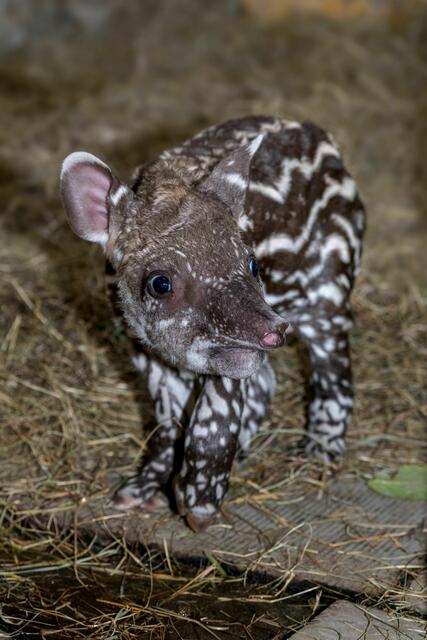 Süßer Tapirnachwuchs im Zoo Schmiding. | Foto: Zoo Schmiding / Peter Sterns