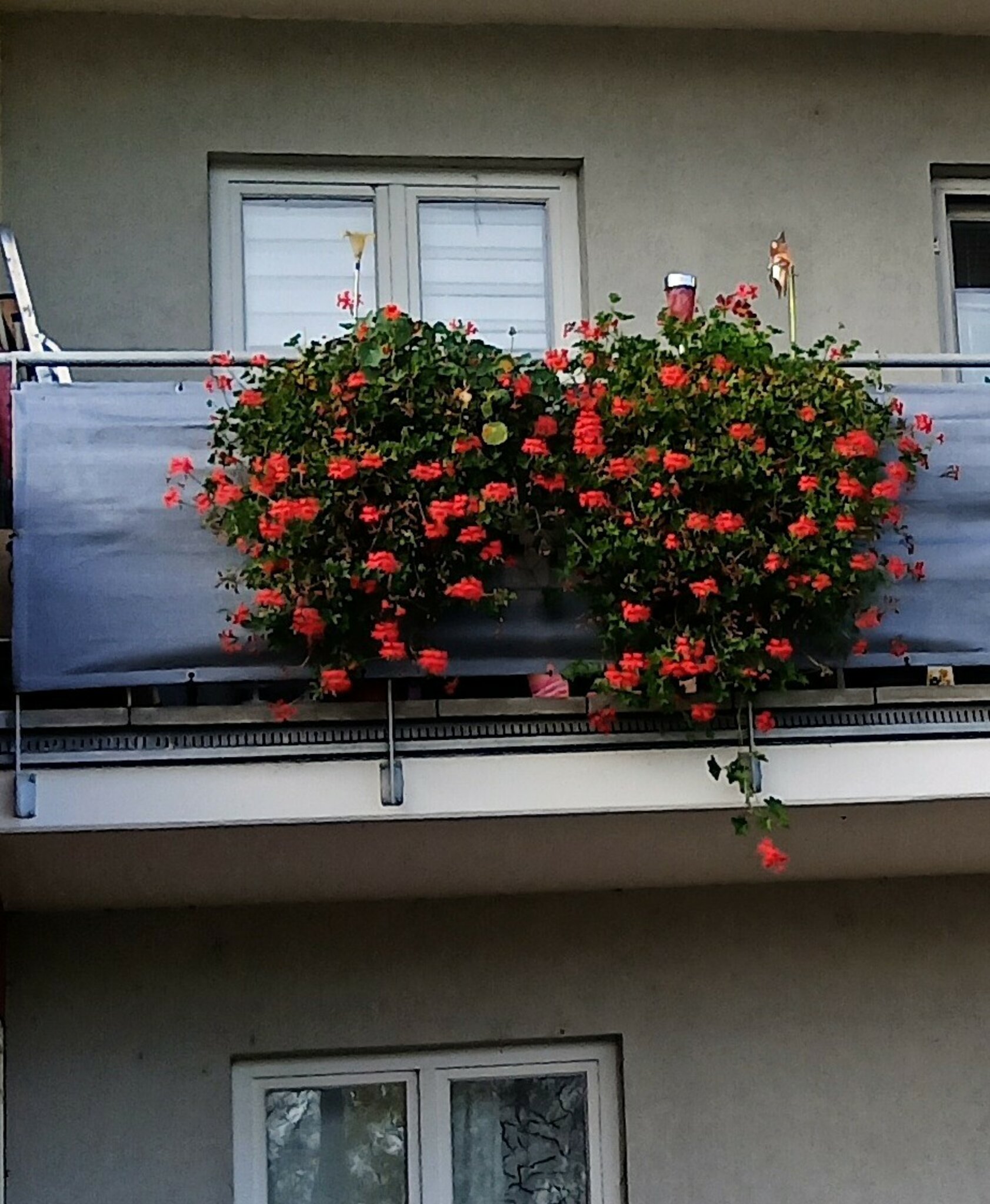 Schnappschuss Leserinnenfoto von Margarete Mistlberger Die Geranien