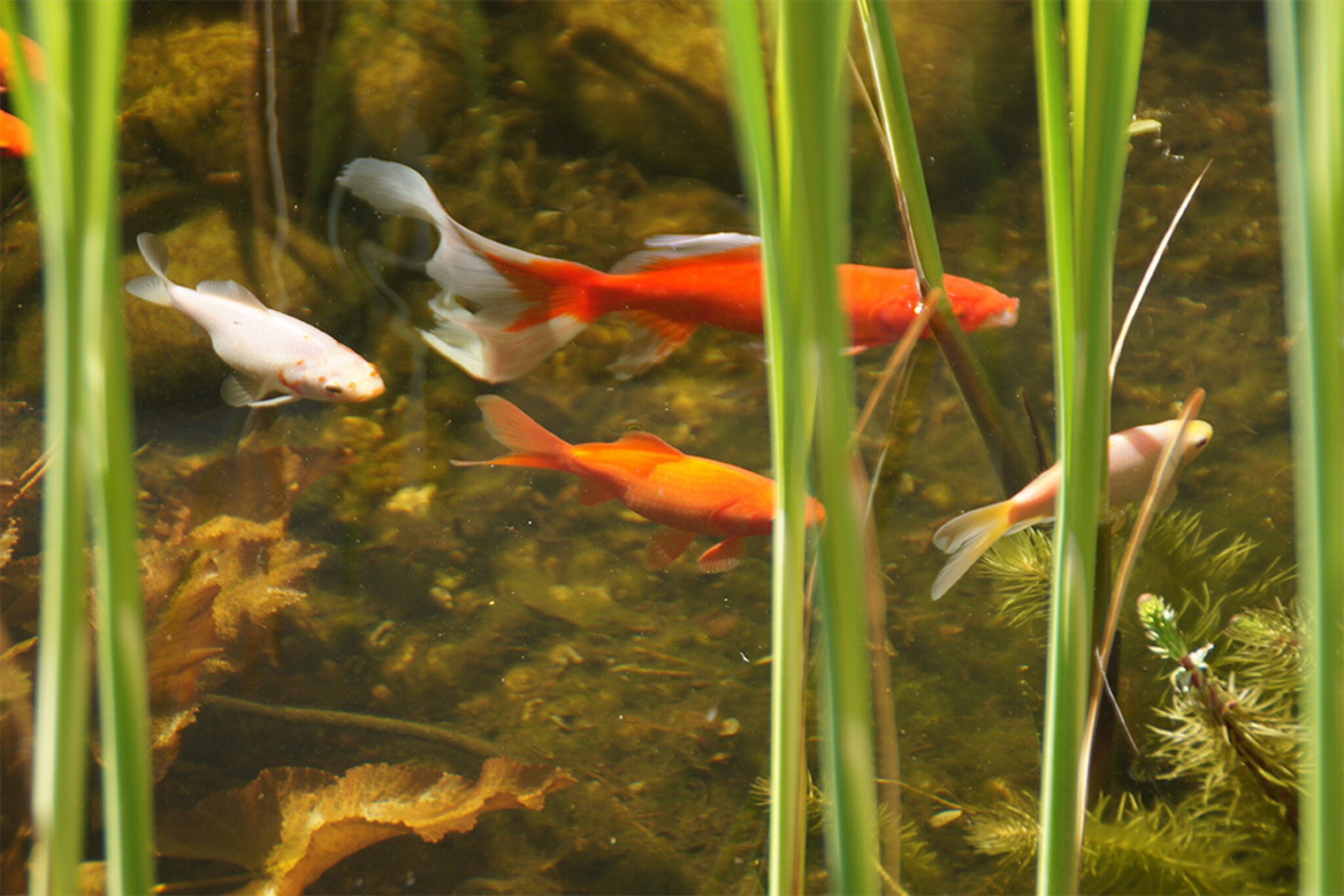 Zeugenaufruf Goldfische in Teich mit einer Chemikalie vergiftet Schwaz