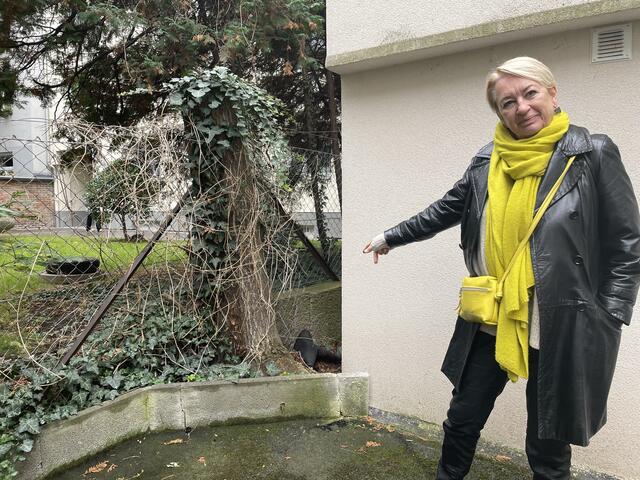 Der Baum wurde vor mehreren Monaten gefällt, da er ansonsten zu Problemen mit den Parkplätzen im Innenhof geführt hätte. | Foto: Salme Taha Ali Mohamed