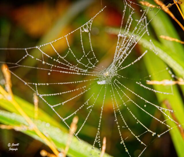 .......ein kleines Spinnennetzerle ....