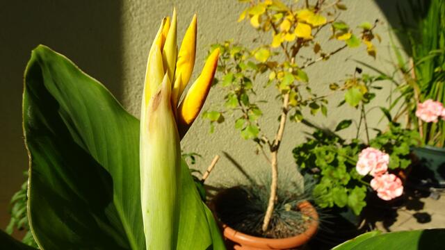 Die Knospen brechen auf und ... | Foto: Silvia Plischek