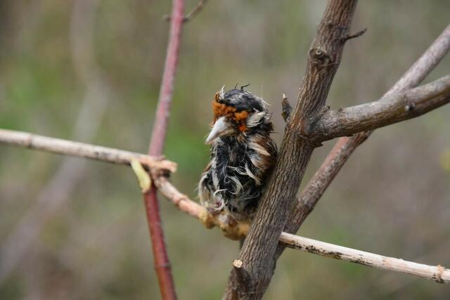 Ein Mann stellte in Simmering Wildvögel nach – und fing sie. | Foto: LPD Wien