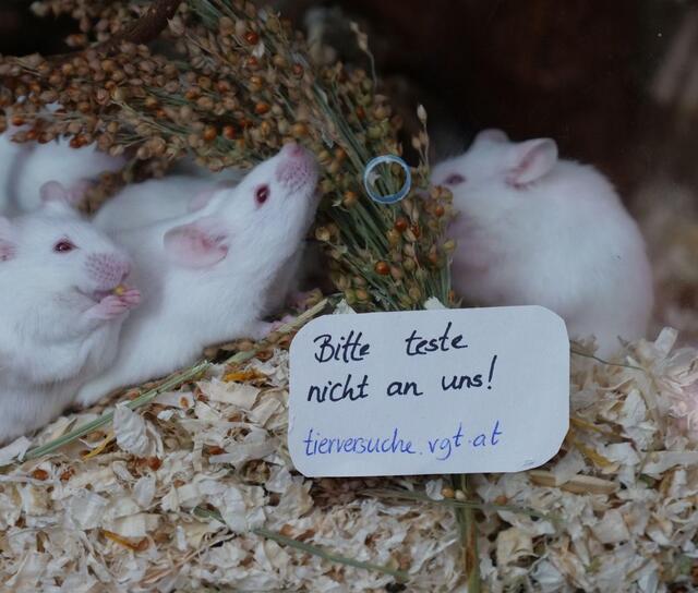 Die meisten Tierversuche wurden 2021 in den Bereichen der angewandten und der Grundlagenforschung durchgeführt. | Foto: VGT