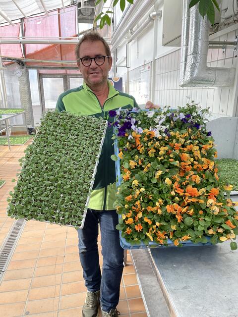 Wilfried Ristits zeigt die Stiefmütterchen aus de Herbst und als Jungpflanzen für den kommenden Frühling.  | Foto: Lisa Gold