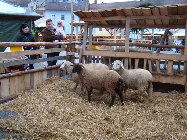 Ein Highlight für Familien beim Wintermarkt am Pfarrplatz ist mit Sicherheit der Streichelzoo. | Foto: IG. Pfarrplatz