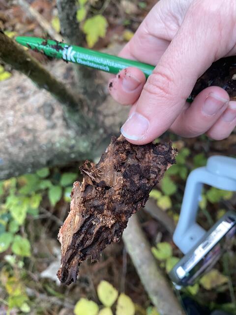 Spuren des Borkenkäfers: Werden umgefallene Bäume über den Winter nicht aus dem Wald entfernt, breitet sich das Insekt rasant aus.  | Foto: Laura Jung