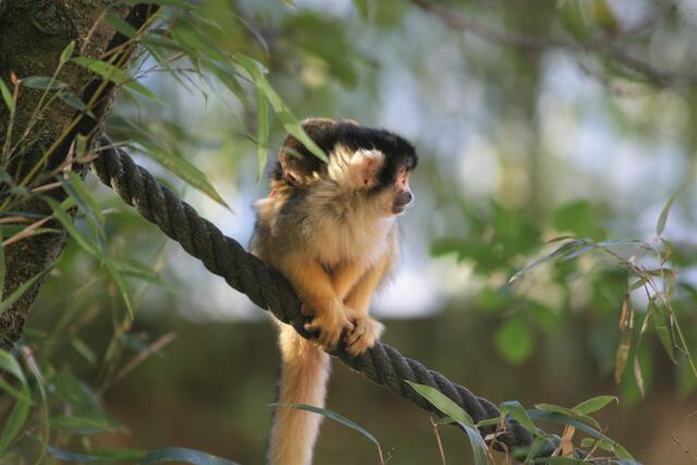 Es lohnt sich, vor der Anlage der bolivianischen Totenkopfaffen im Salzburger Zoo ein wenig länger zu verweilen. | Foto: Zoo Salzburg