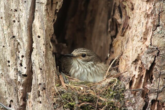 Grauschnäpper in einer Nisthöhle © Josef Limberger 