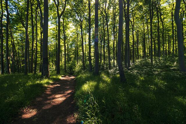 Ein Geschäft mit dem Wald | Foto: unsplash/Matthias Pens