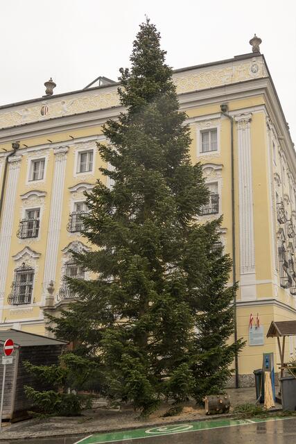 Auch heuer steht vor dem Welser Rathaus wieder der traditionelle Weihnachtsbaum. | Foto: Stadt Wels