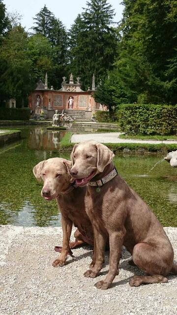 Die beiden Hunde von Hundezüchterin Barbara Krondorfer. | Foto: Barbara Krondorfer