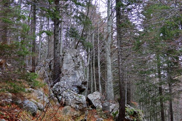 das letzte Stück geht es dann noch durch den Wald mit geheimnisvollen Gesichtern